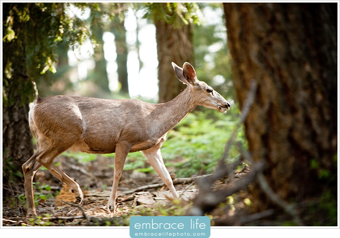 Sequoia Forest Photography - 08
