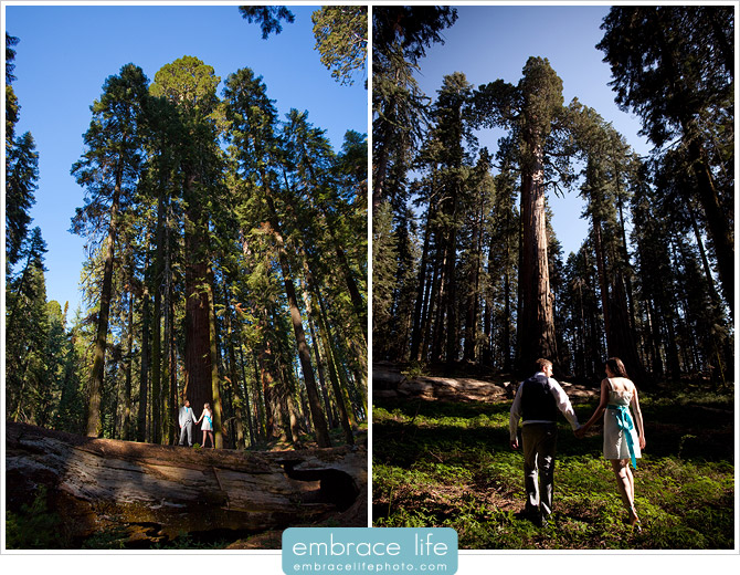 Sequoia Forest Photography - 05